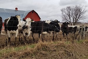 IMG: Hagens Hikes, greetings from curious cows