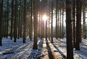 IMG: Hagens Hikes, near Loew Lake